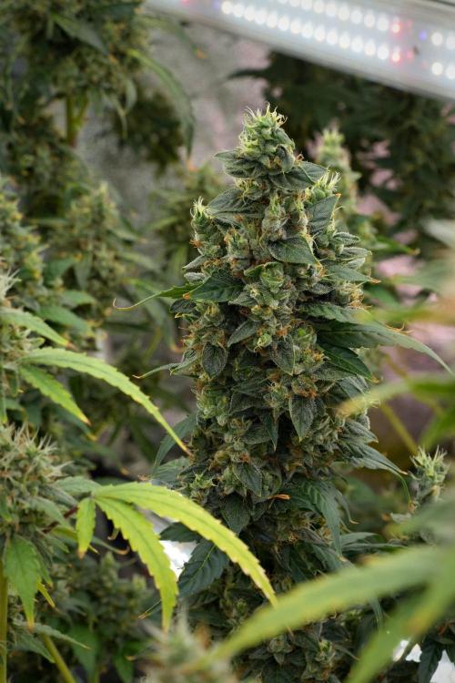 Frosted Guava Auto By Zamnesia Pheno A. Week 12 - Frosted Guava Auto  Pheno A