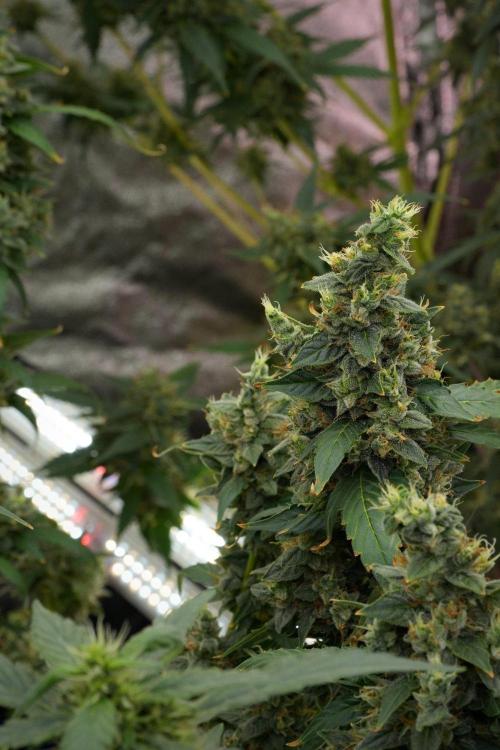 Frosted Guava Auto By Zamnesia Pheno A. Week 12 - Frosted Guava Auto  Pheno A