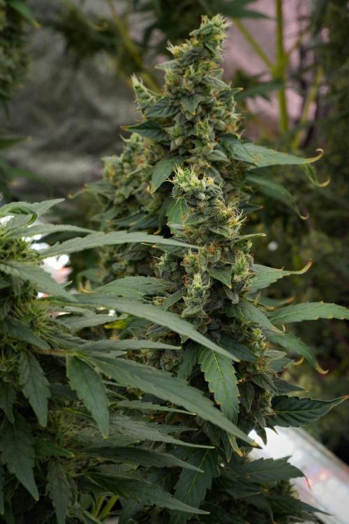 Frosted Guava Auto By Zamnesia Pheno A. Week 12 - Frosted Guava Auto  Pheno A
