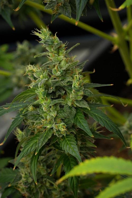 Frosted Guava Auto By Zamnesia Pheno A. Week 12 - Frosted Guava Auto  Pheno A