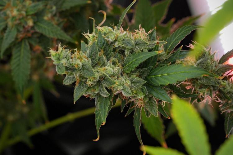 Frosted Guava Auto By Zamnesia Pheno A. Week 12 - Frosted Guava Auto  Pheno A