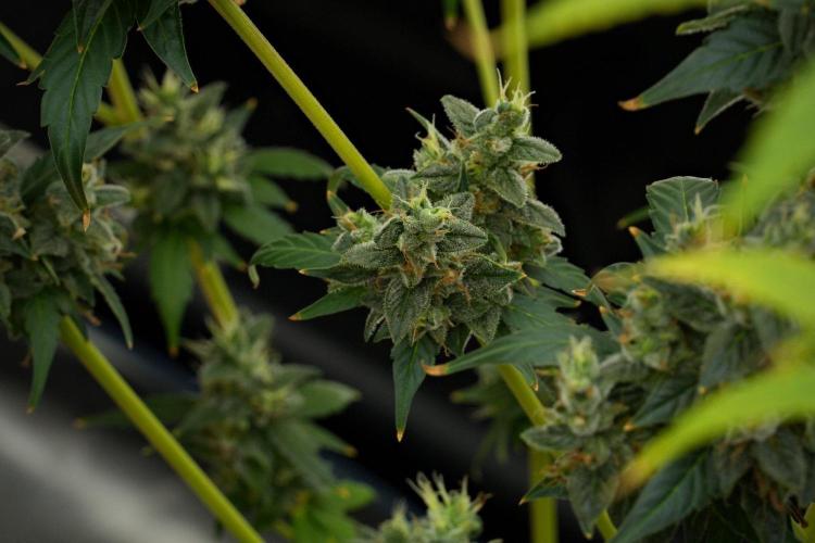 Frosted Guava Auto By Zamnesia Pheno A. Week 12 - Frosted Guava Auto  Pheno A
