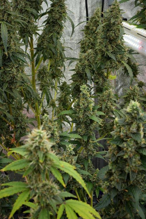Frosted Guava Auto By Zamnesia Pheno A. Week 12 - Frosted Guava Auto  Pheno A