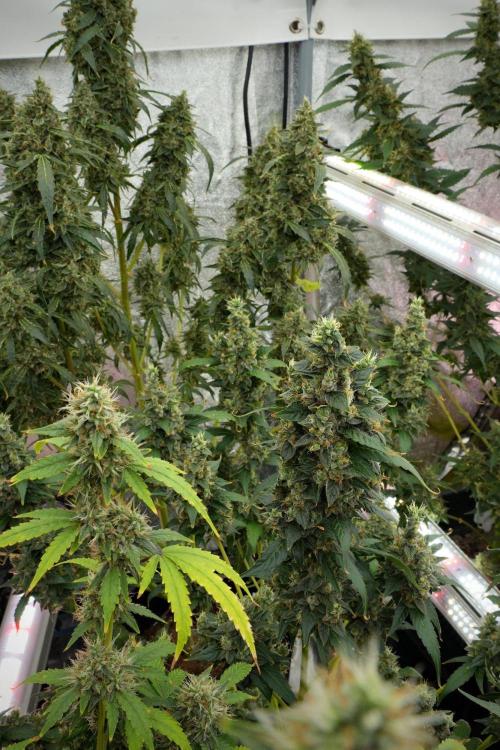 Frosted Guava Auto By Zamnesia Pheno A. Week 12 - Frosted Guava Auto  Pheno A