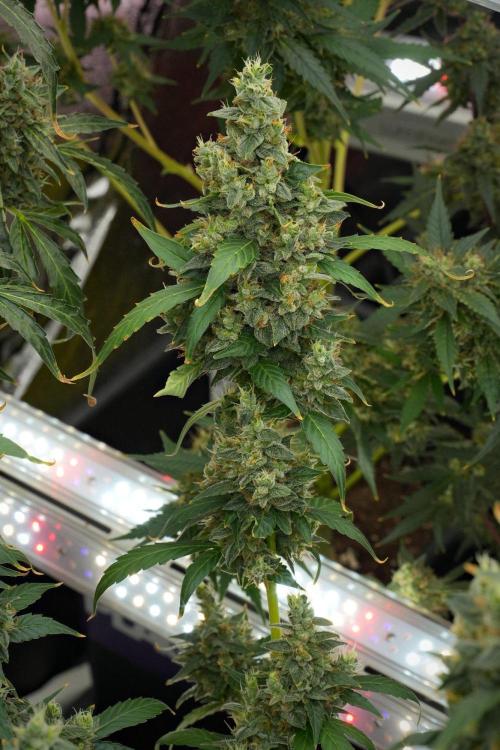 Frosted Guava Auto By Zamnesia Pheno A. Week 12 - Frosted Guava Auto  Pheno A
