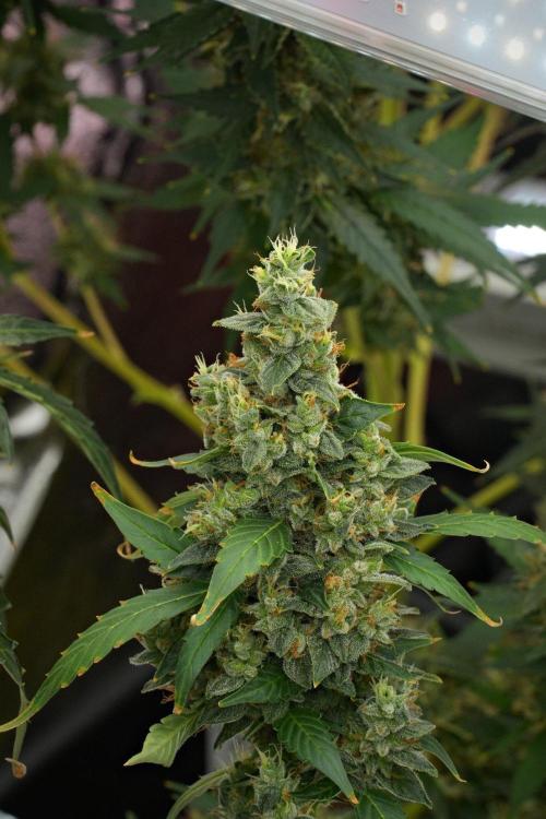 Frosted Guava Auto By Zamnesia Pheno A. Week 12 - Frosted Guava Auto  Pheno A