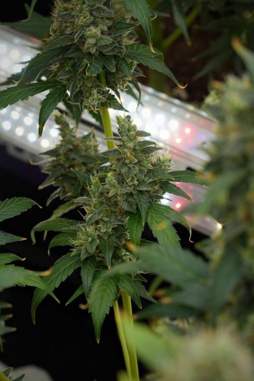 Frosted Guava Auto By Zamnesia Pheno A. Week 12 - Frosted Guava Auto  Pheno A