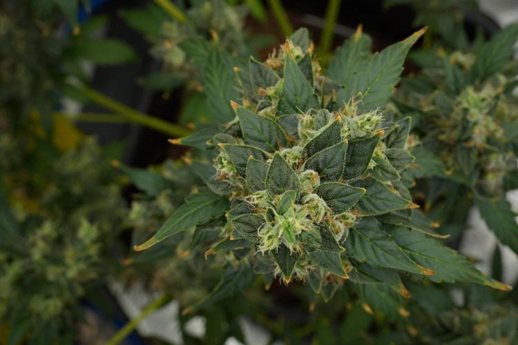 Frosted Guava Auto By Zamnesia Pheno A. Week 12 - Frosted Guava Auto  Pheno A