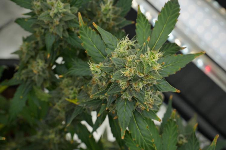 Frosted Guava Auto By Zamnesia Pheno A. Week 12 - Frosted Guava Auto  Pheno A