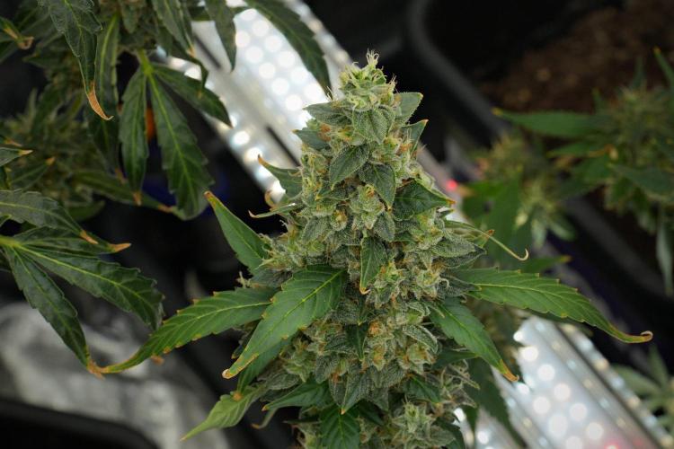 Frosted Guava Auto By Zamnesia Pheno A. Week 12 - Frosted Guava Auto  Pheno A