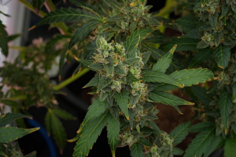 Frosted Guava Auto By Zamnesia Pheno A. Week 12 - Frosted Guava Auto  Pheno A
