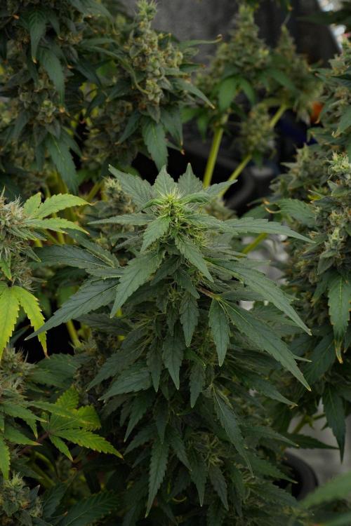 Frosted Guava Auto By Zamnesia Pheno A. Week 12 - Frosted Guava Auto  Pheno A
