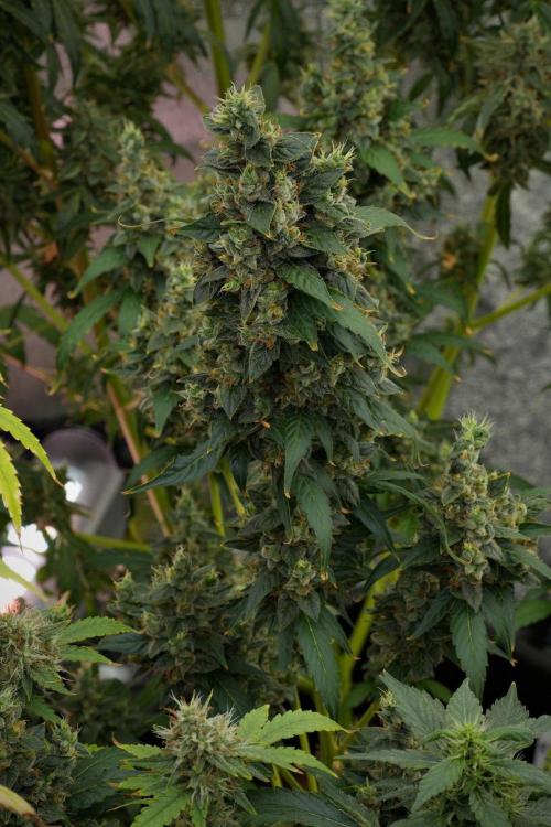 Frosted Guava Auto By Zamnesia Pheno A. Week 12 - Frosted Guava Auto  Pheno A
