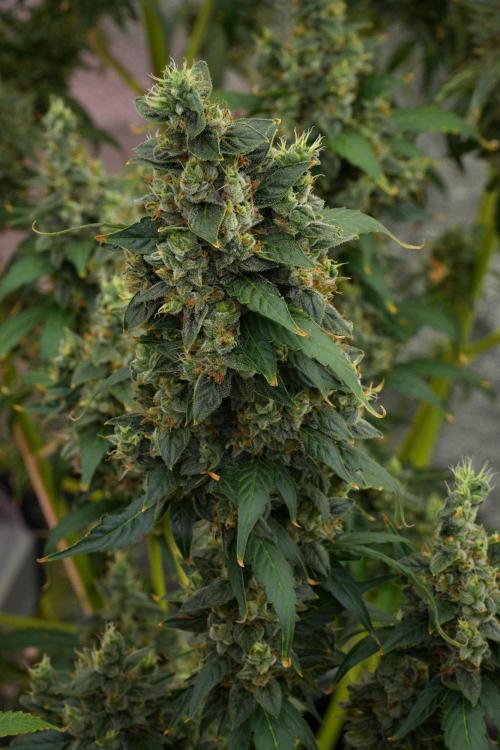 Frosted Guava Auto By Zamnesia Pheno A. Week 12 - Frosted Guava Auto  Pheno A
