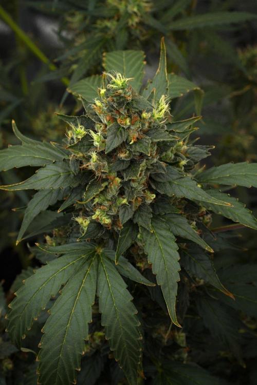 Pheno B Frosted Guava Auto By Zamnesia. Week 12 - Pheno B Frosted Guava Auto