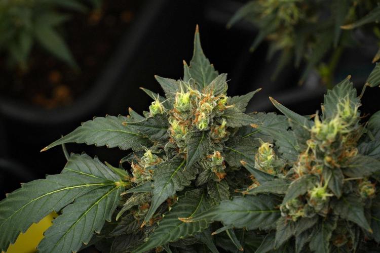 Pheno B Frosted Guava Auto By Zamnesia. Week 12 - Pheno B Frosted Guava Auto