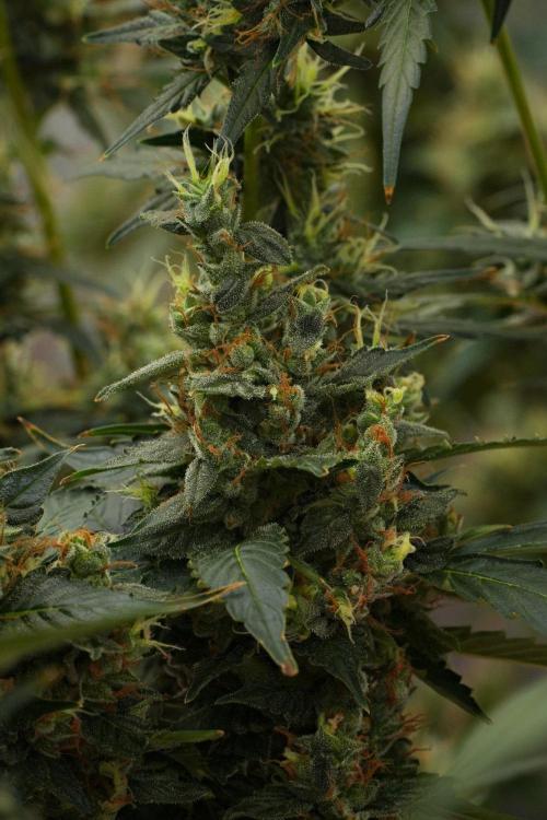 Pheno B Frosted Guava Auto By Zamnesia. Week 12 - Pheno B Frosted Guava Auto