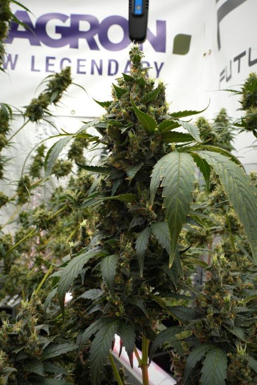Pheno B Frosted Guava Auto By Zamnesia. Week 12 - Pheno B Frosted Guava Auto
