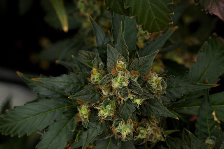 Pheno B Frosted Guava Auto By Zamnesia. Week 12 - Pheno B Frosted Guava Auto