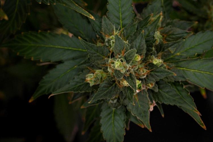 Pheno B Frosted Guava Auto By Zamnesia. Week 12 - Pheno B Frosted Guava Auto