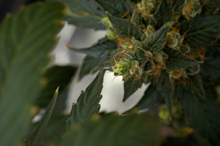 Pheno B Frosted Guava Auto By Zamnesia. Week 12 - Pheno B Frosted Guava Auto