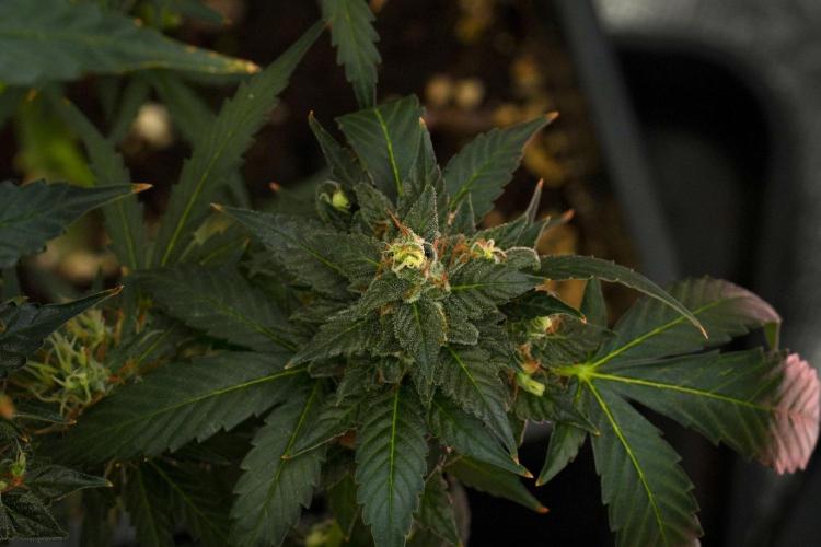 Pheno B Frosted Guava Auto By Zamnesia. Week 12 - Pheno B Frosted Guava Auto
