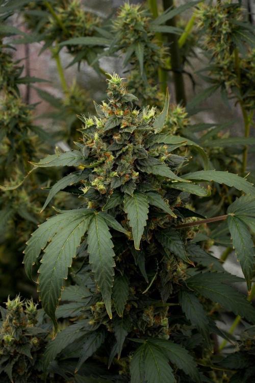 Pheno B Frosted Guava Auto By Zamnesia. Week 12 - Pheno B Frosted Guava Auto