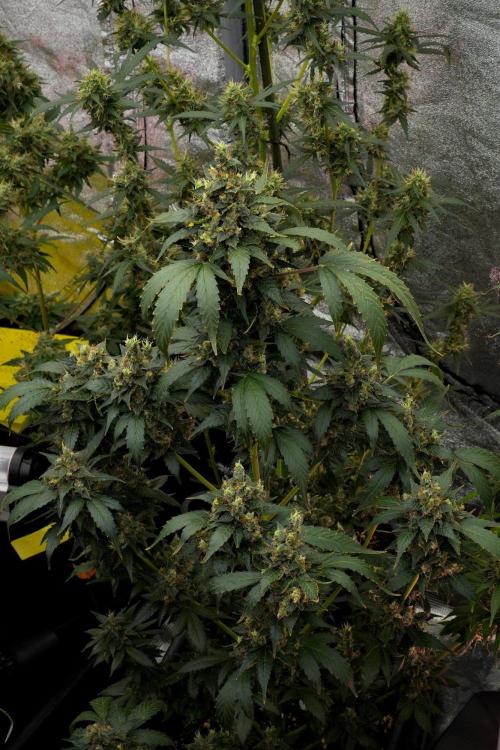 Pheno B Frosted Guava Auto By Zamnesia. Week 12 - Pheno B Frosted Guava Auto