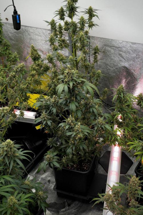 Pheno B Frosted Guava Auto By Zamnesia. Week 12 - Pheno B Frosted Guava Auto