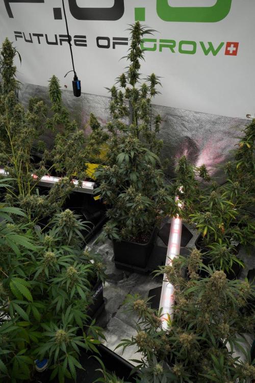 Pheno B Frosted Guava Auto By Zamnesia. Week 12 - Pheno B Frosted Guava Auto