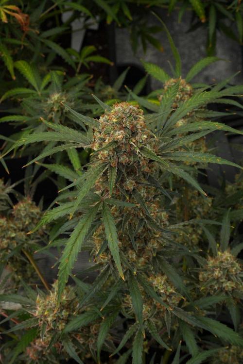 Pink Rosay Auto By Zamnesia Pheno A. Week 12 - Pink Rosay Auto Pheno A 