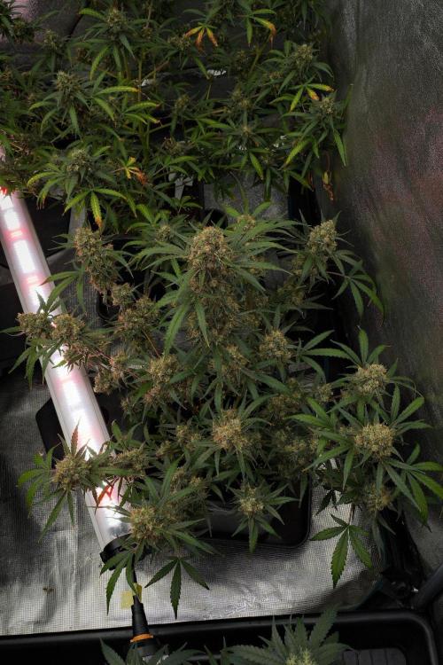 Pink Rosay Auto By Zamnesia Pheno A. Week 12 - Pink Rosay Auto Pheno A 