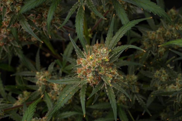 Pink Rosay Auto By Zamnesia Pheno A. Week 12 - Pink Rosay Auto Pheno A 