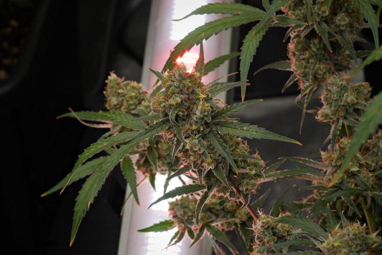Pink Rosay Auto By Zamnesia Pheno A. Week 12 - Pink Rosay Auto Pheno A 