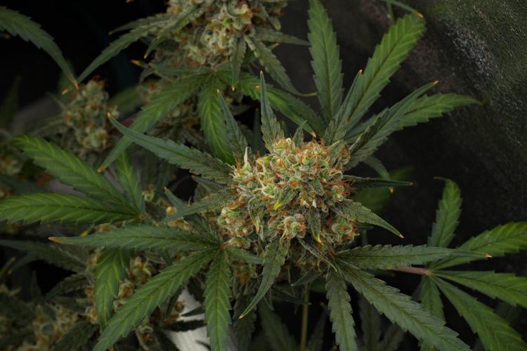 Pink Rosay Auto By Zamnesia Pheno A. Week 12 - Pink Rosay Auto Pheno A 