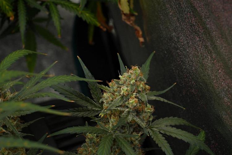 Pink Rosay Auto By Zamnesia Pheno A. Week 12 - Pink Rosay Auto Pheno A 