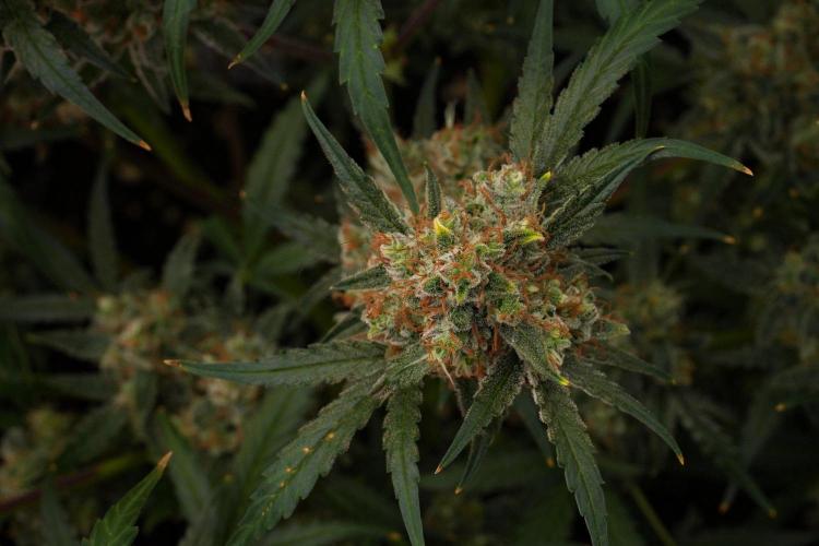 Pink Rosay Auto By Zamnesia Pheno A. Week 12 - Pink Rosay Auto Pheno A 