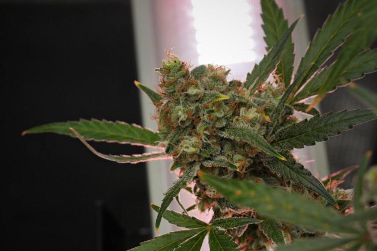 Pink Rosay Auto By Zamnesia Pheno A. Week 12 - Pink Rosay Auto Pheno A 