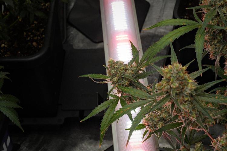 Pink Rosay Auto By Zamnesia Pheno A. Week 12 - Pink Rosay Auto Pheno A 