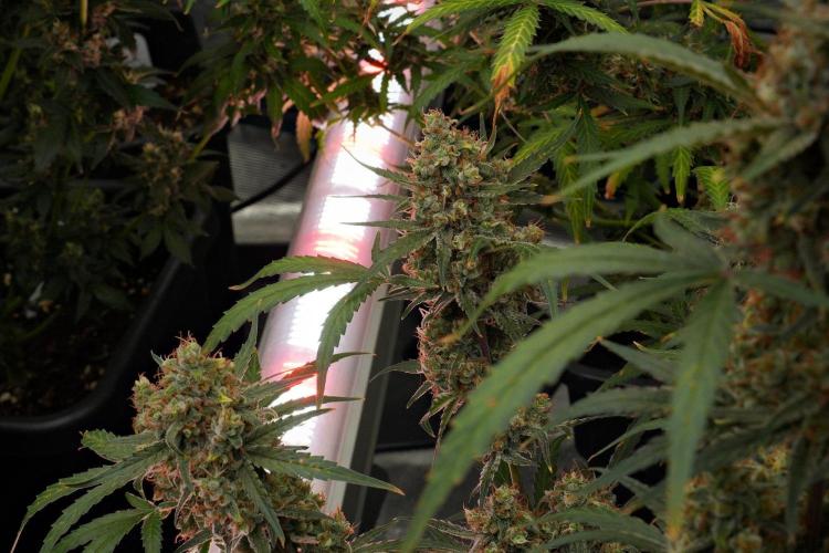 Pink Rosay Auto By Zamnesia Pheno A. Week 12 - Pink Rosay Auto Pheno A 