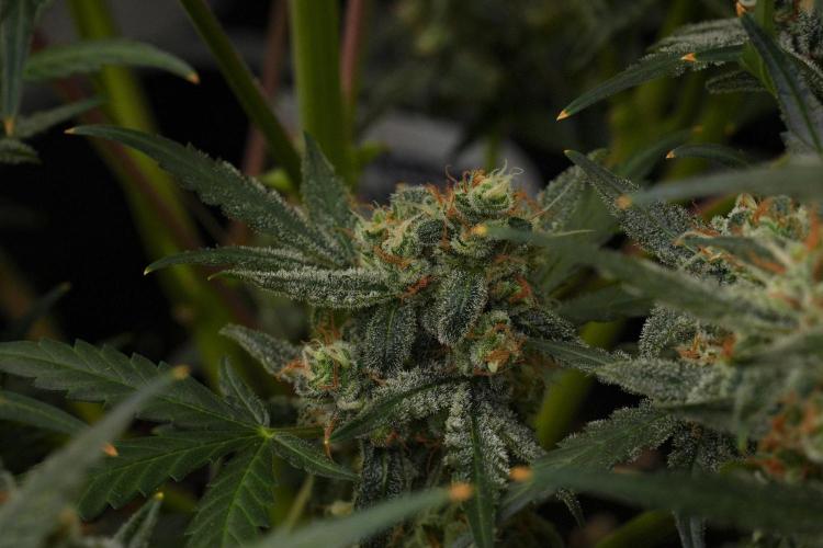 Pink Rosay Auto By Zamnesia Pheno A. Week 12 - Pink Rosay Auto Pheno A 