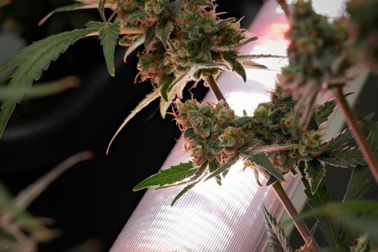 Pink Rosay Auto By Zamnesia Pheno A. Week 12 - Pink Rosay Auto Pheno A 
