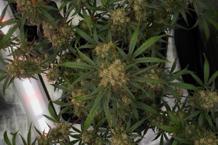 Pink Rosay Auto By Zamnesia Pheno A. Week 12 - Pink Rosay Auto Pheno A 