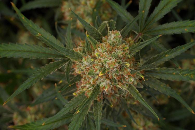 Pink Rosay Auto By Zamnesia Pheno A. Week 12 - Pink Rosay Auto Pheno A 