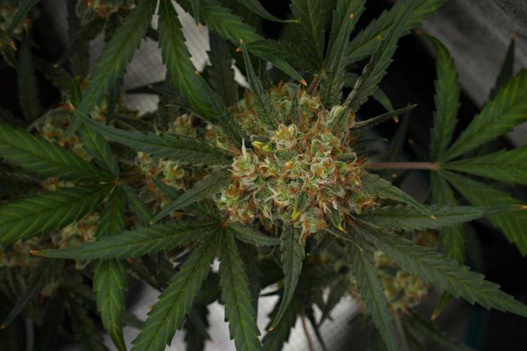 Pink Rosay Auto By Zamnesia Pheno A. Week 12 - Pink Rosay Auto Pheno A 