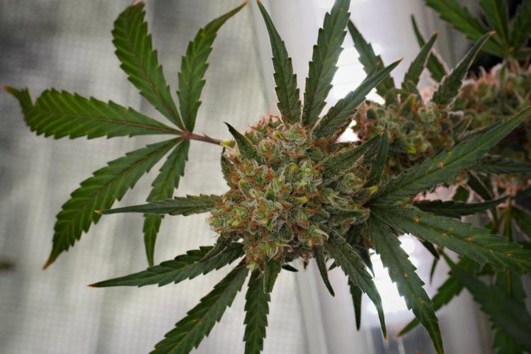 Pink Rosay Auto By Zamnesia Pheno A. Week 12 - Pink Rosay Auto Pheno A 
