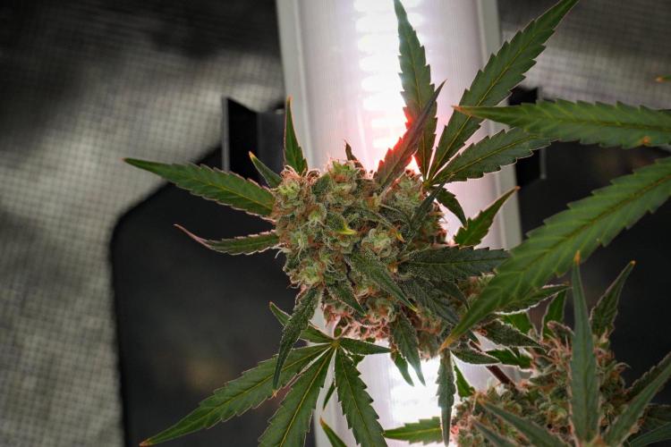 Pink Rosay Auto By Zamnesia Pheno A. Week 12 - Pink Rosay Auto Pheno A 