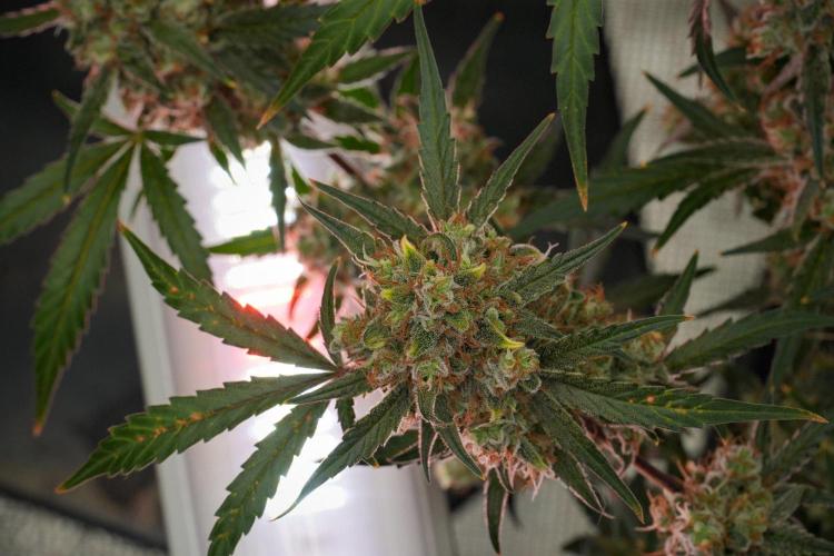 Pink Rosay Auto By Zamnesia Pheno A. Week 12 - Pink Rosay Auto Pheno A 
