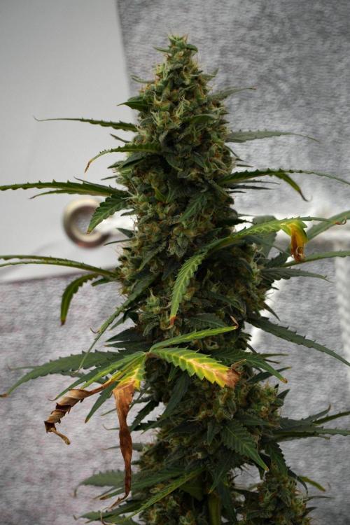 Purple CousKush Auto By Zamnesia Pheno A. Week 12 - Purple CousKush Auto Pheno A