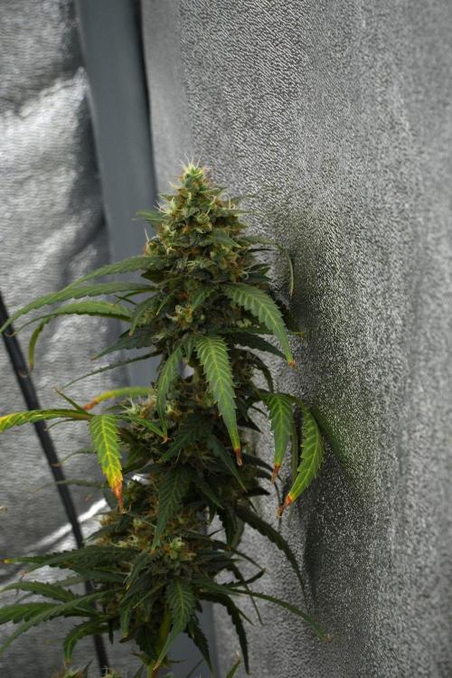 Purple CousKush Auto By Zamnesia Pheno A. Week 12 - Purple CousKush Auto Pheno A